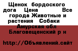 Щенок  бордоского  дога. › Цена ­ 60 000 - Все города Животные и растения » Собаки   . Амурская обл.,Благовещенский р-н